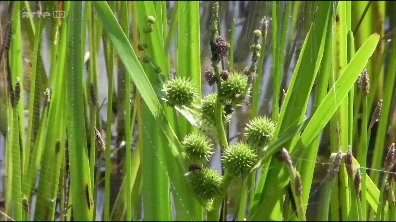 Libellules (HD)