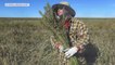 As states legalize weed, feds legalize hemp