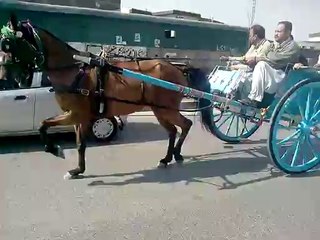 horse race try(moj e bahar  rawalpindi)