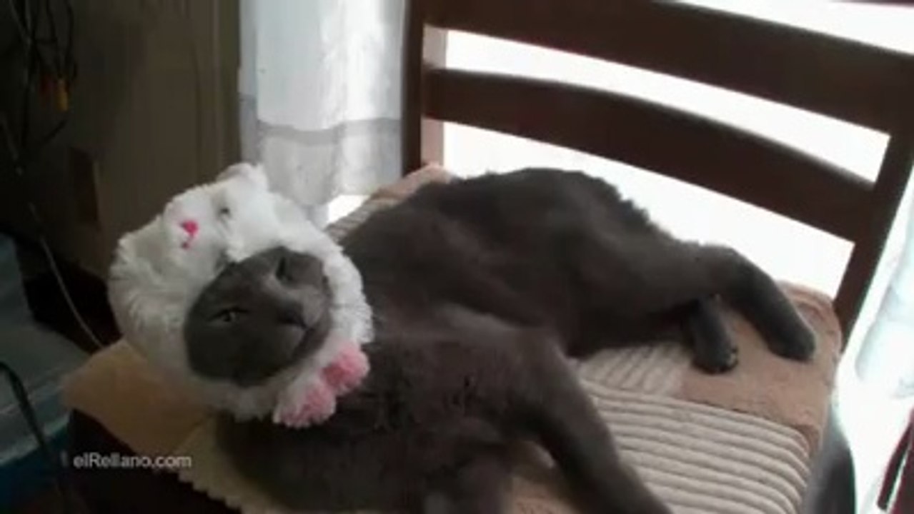 cat in the hat