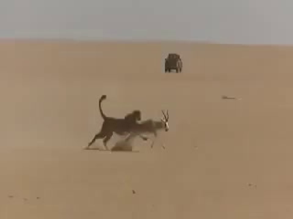 Arab residents of a wonderful hunt using Leopard