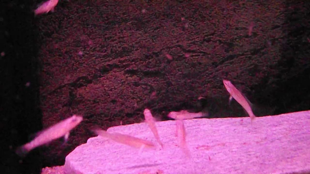 Alevins Teleo 28 février 2014