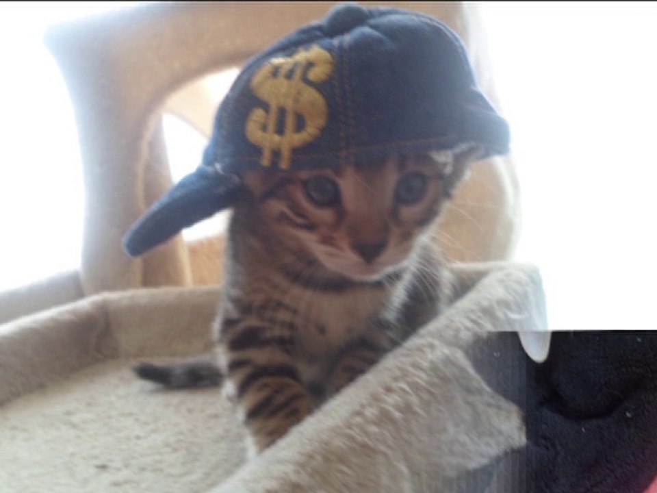 Chatons bengals ♥*´¨) ¸.•´¸.•*´¨) ¸.•*¨) (¸.•´ (¸.•`