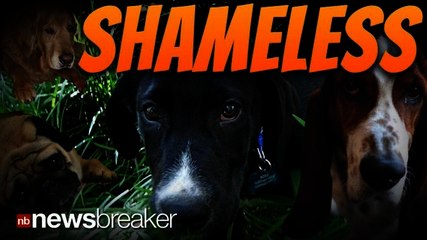 SHAMELESS: Study Claims Dogs Do Not Feel Guilt Contrary to What "Puppy Dog Eyes" Suggests