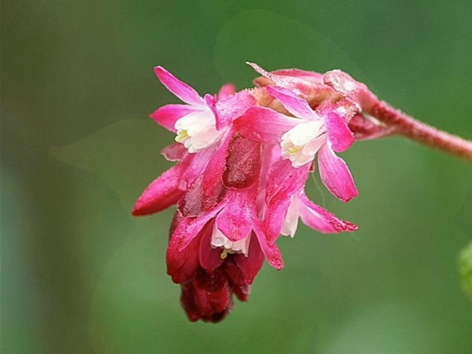 Fleur y Flores.