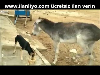 Eşek Köpekten İntikamını Kötü Aldı