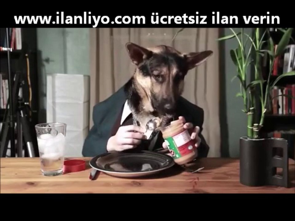 İnsan Gibi Yemek Yiyen Köpek