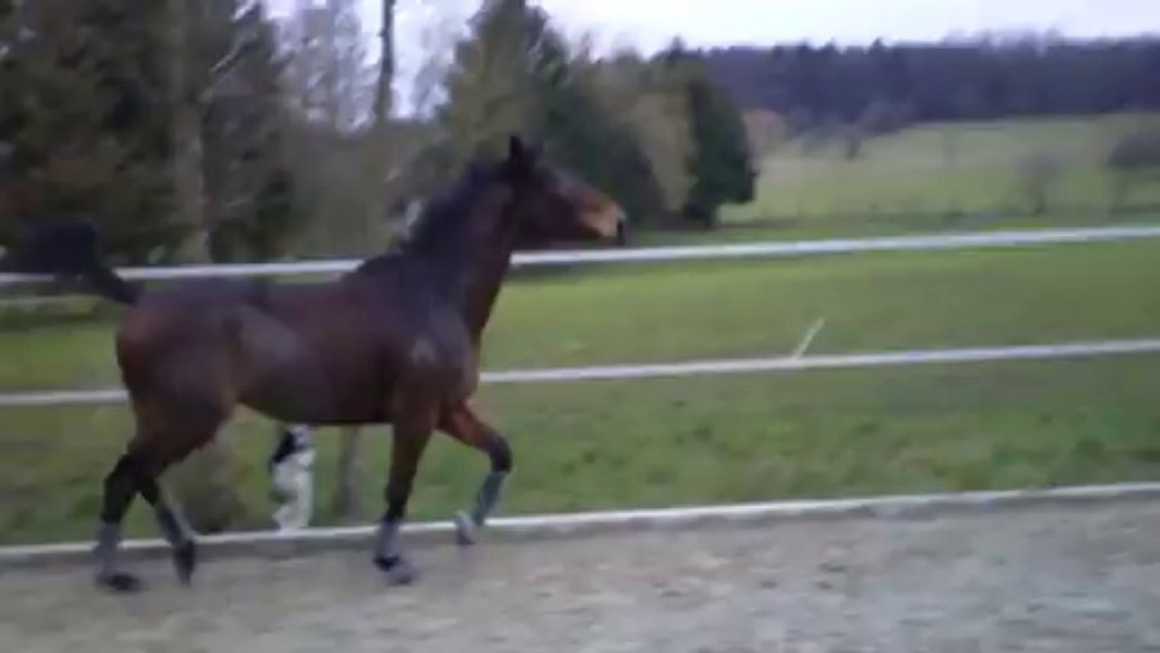 Karistan - Petite détente en liberté le 15.01.2014