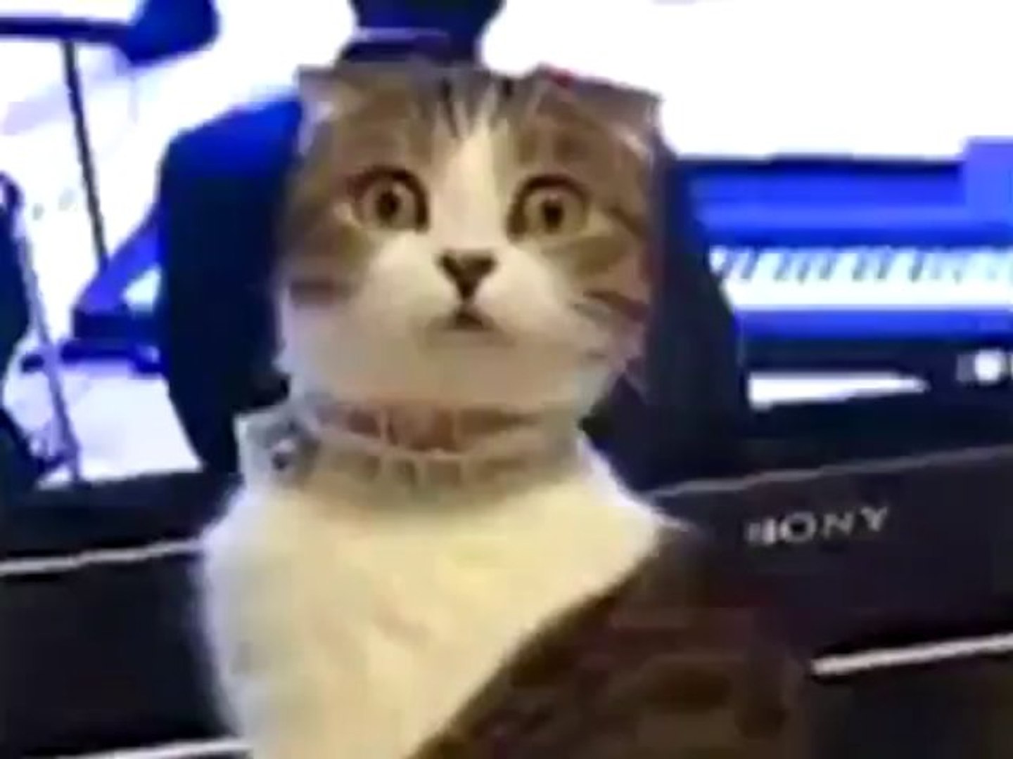 Funny Cats _Startled and Funny Cat