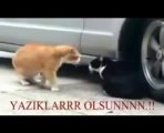 Görülmemiş Kedi Kavgası Altyazılı