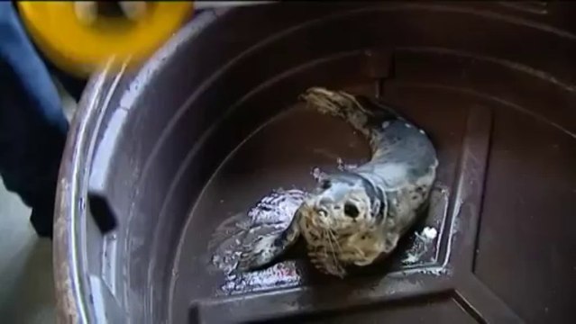 Quatre bébés phoques recueillis à Biarritz après la tempête