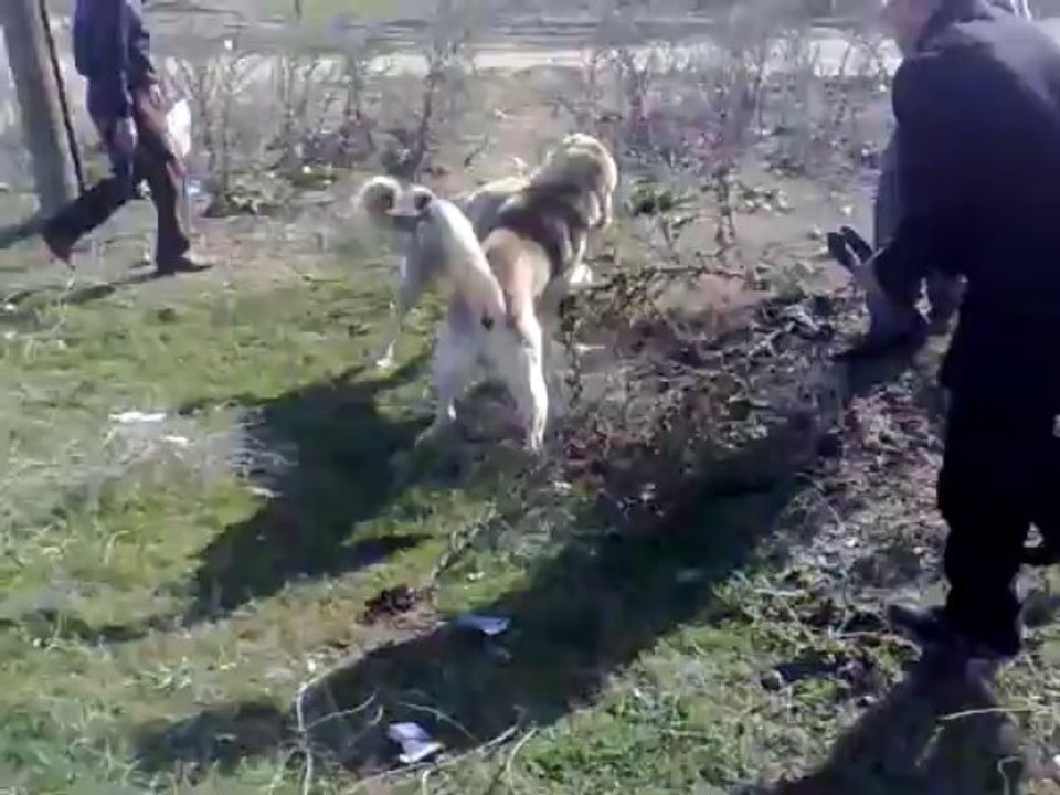 Kırıkkale'den Ömer'in karabaş ve Taksici Yusuf'un bozo