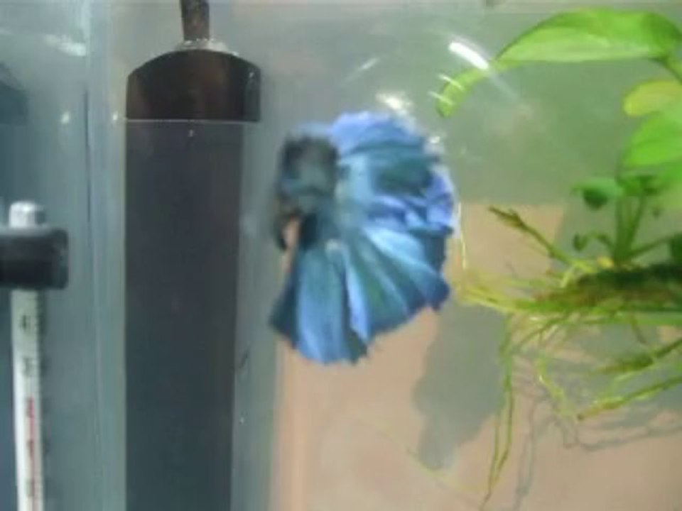 2014.01.12.1 - Fidji