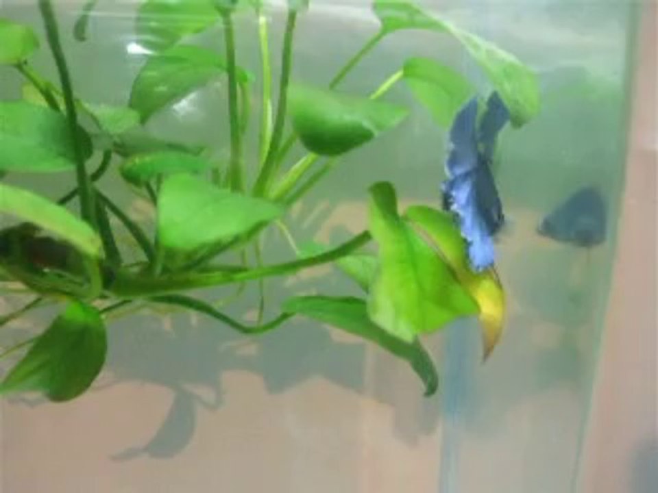 2014.01.12.2 - Fidji