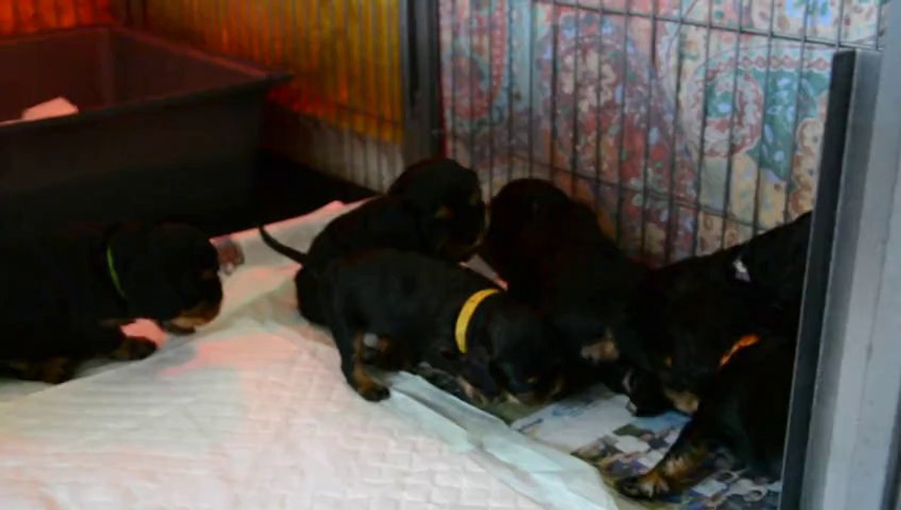 Bébés Cavalier King Charles 2013/2014 "du pays de Gulliver"