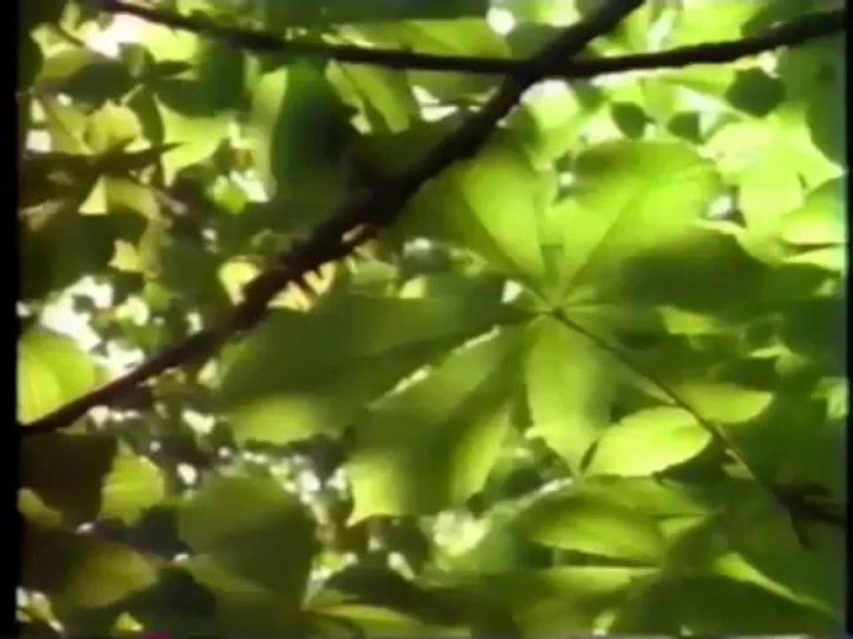 The Segovia Legacy _ A Tribute to the Memory & Artistry of Andres Segovia