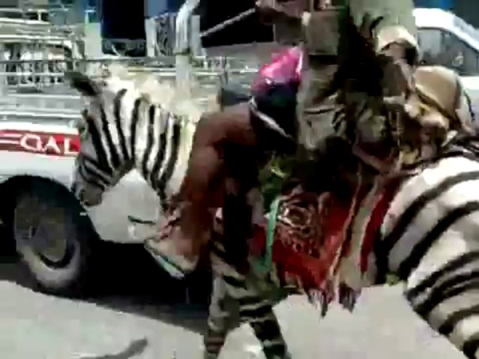 World's first zebra taxi
