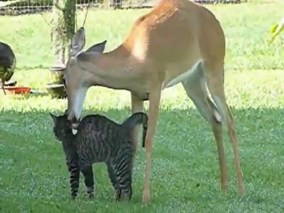 Young deer bathing kitty
