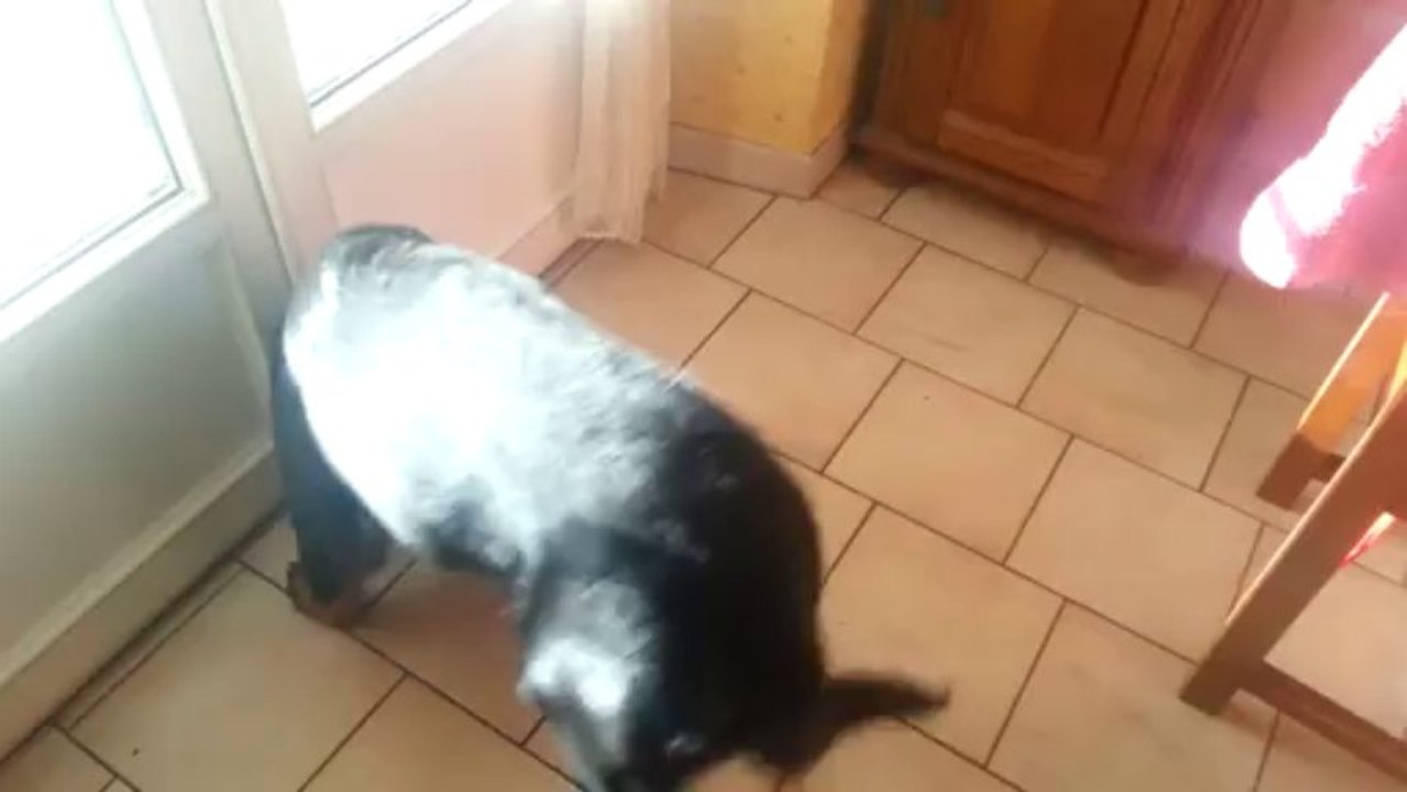 Isis et Igor
