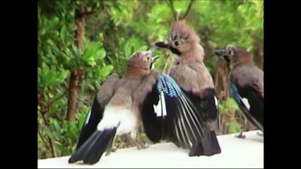 Nos amis les animaux