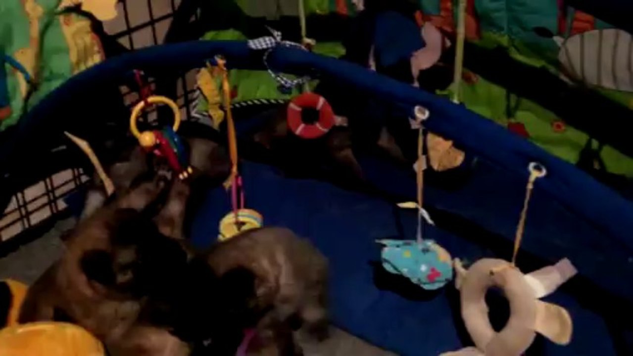 Chiots Easy x Forza 2,5 semaines