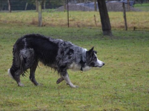 Dixie entrainement troupeau du 11/01/2014