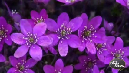 Miracle of the Quran and Islam memorized by millions ᴴᴰ | TheDeenSHow