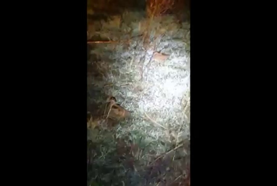 Çulluk gece yayılımı