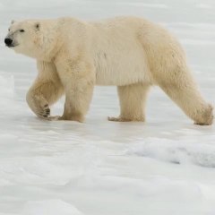 Chasing Bears.  Manitoba. November 2013