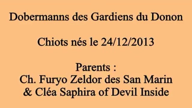 Naissance 2013 - Semaine 3 des Chiots