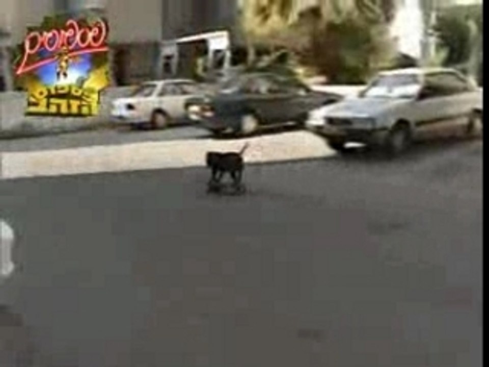 SkateDog