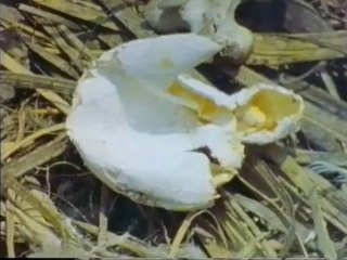 Part 19 1959 Endangered Planet