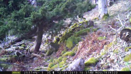 Passage rapide d'une biche