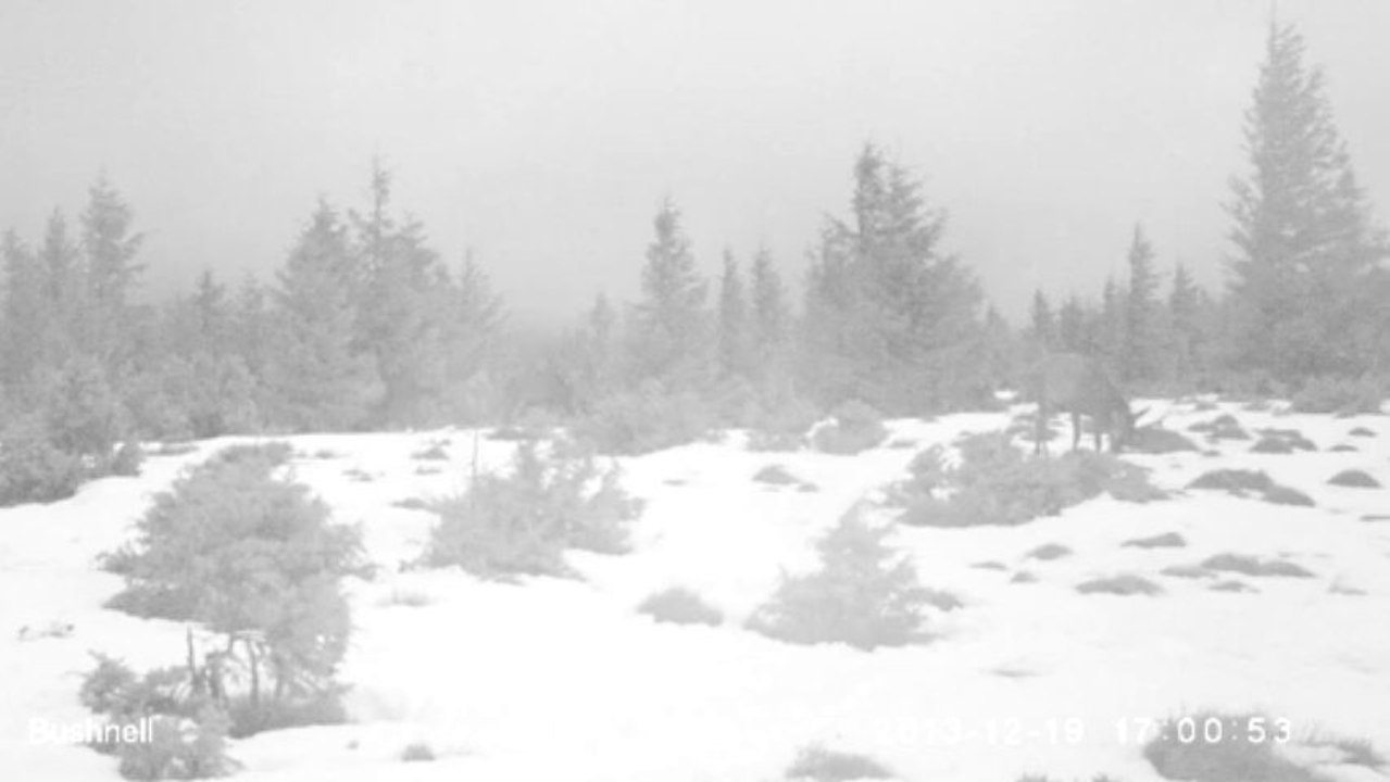 2 cerfs se nourrissent dans la neige