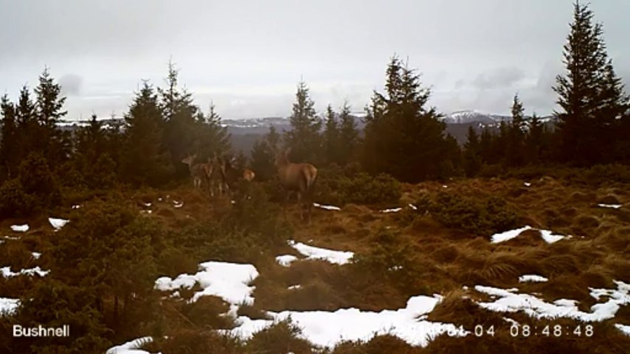 Cerf et 4 biches en plein jour