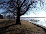 Ducks on iced Potomac DC