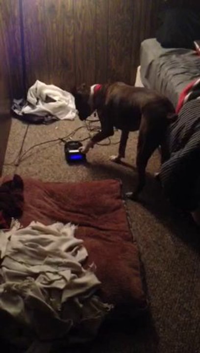 Smart Dog Turns Off Alarm Clock & Hits The Snooze!!