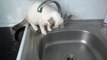 Un chat trop mignon joue avec l'eau du robinet!