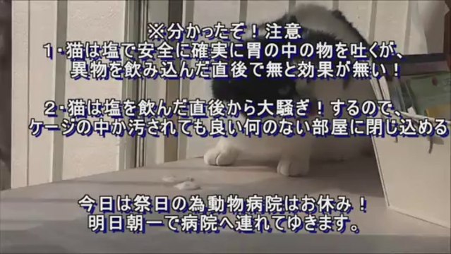 猫,犬,ペットの異物誤飲,処置,対応方法,How to Induce Vomiting in Pets With Salt