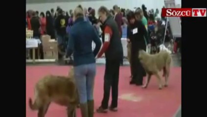 Köpek fuarında Kangallara büyük ilgi