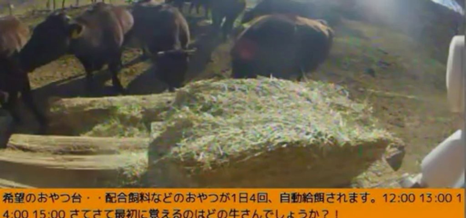 2014-01-13 14-25　牧場3号機　ラブラブ牛♡　岡田さん　高級牧草