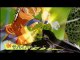 Dragon Ball Z Burst Limit - Trailer #3