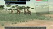 Wild Earth : African Safari - Clic-clac, dans la boite