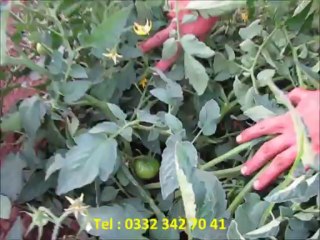 Domates Mevlüt Ali Karaaslan