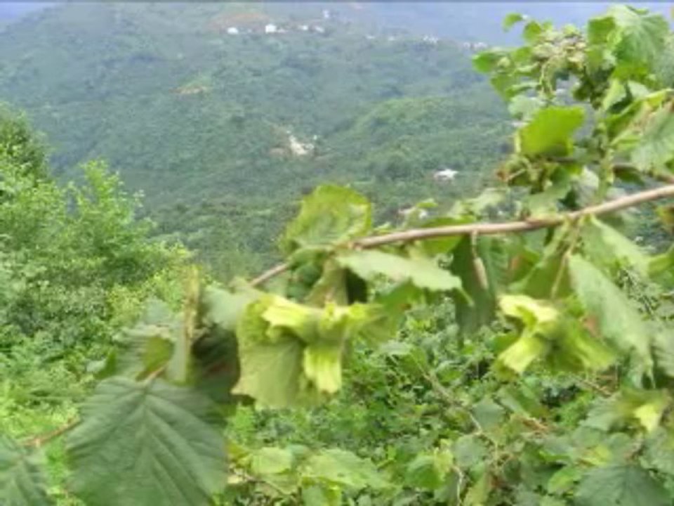 emrah dursun çay zamanı ordayım.wmv