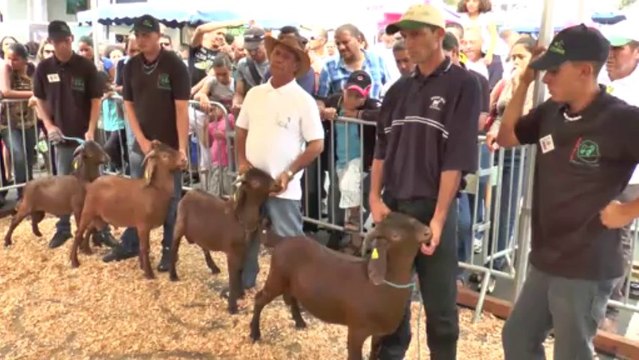 MIEL VERT 2014 Concours de cabris ( jugé par M. Nell, Afrique du Sud ) Samedi 11 janvier