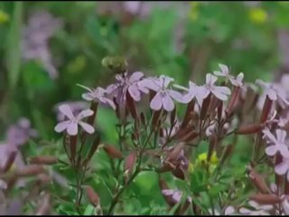 Esma-i Nebi 1 (Hasan Ergüçlü)