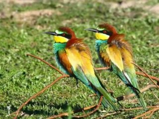 GÖNÜL YILDIZ @ KİME NE DİYEYİM