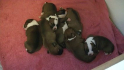 14ème vidéo : Les chiots de la 14ème portée de Staffordland -