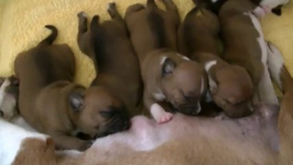 17ème vidéo : La tétée des mâles de la 14ème portée de Staffordland (1/2)